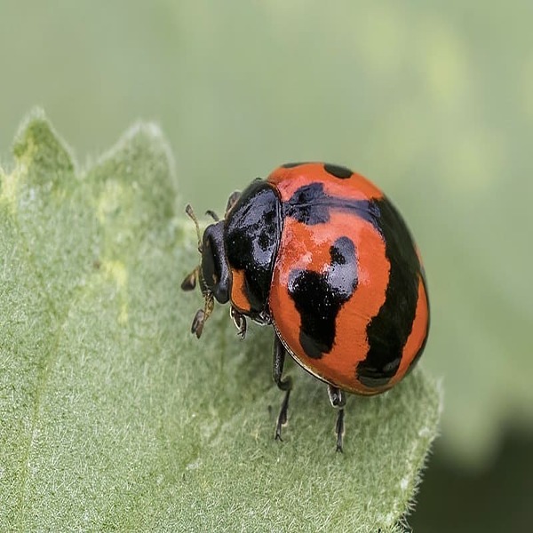 Asian Lady beetle