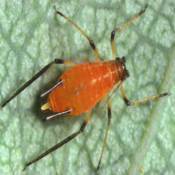 Aphid - Infest Pest Control