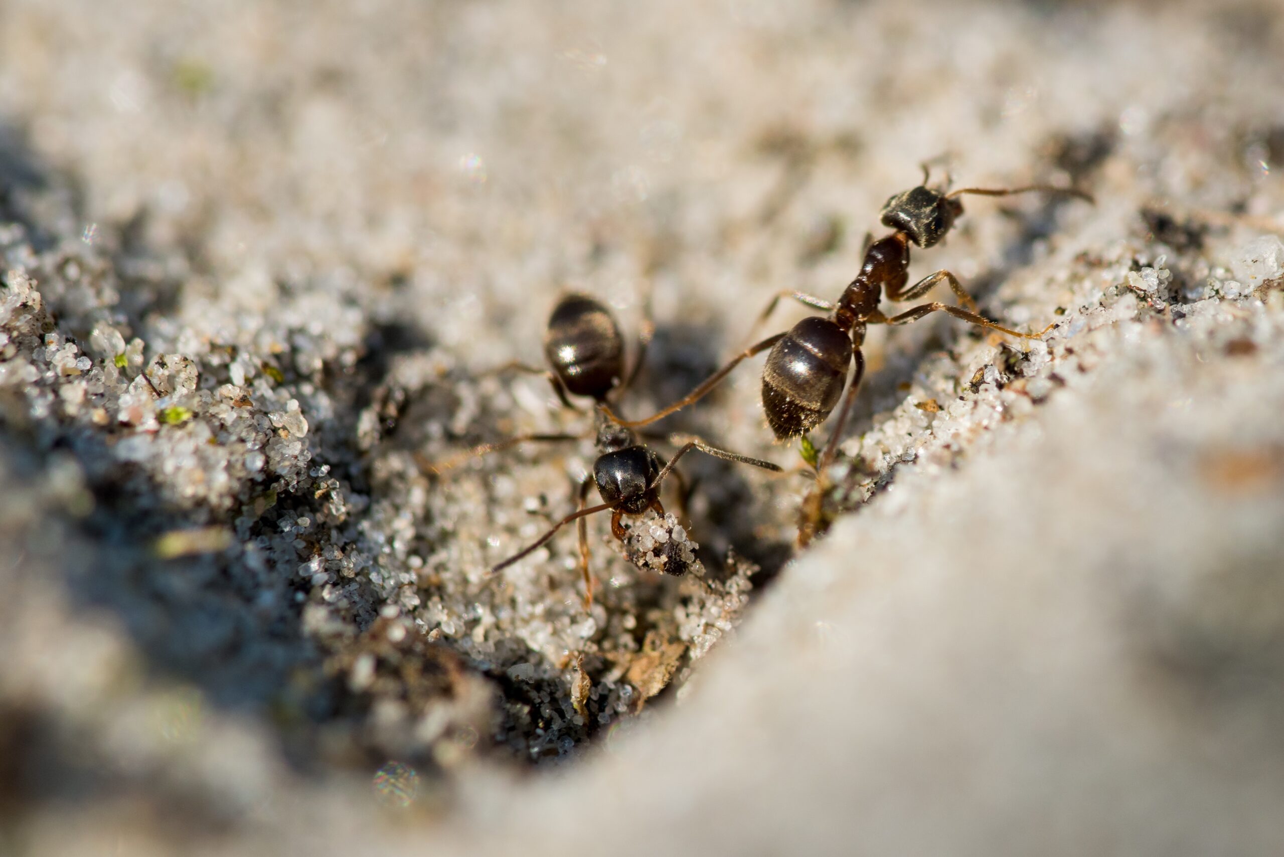 Selective focus closeup shot of ants walking on the ground