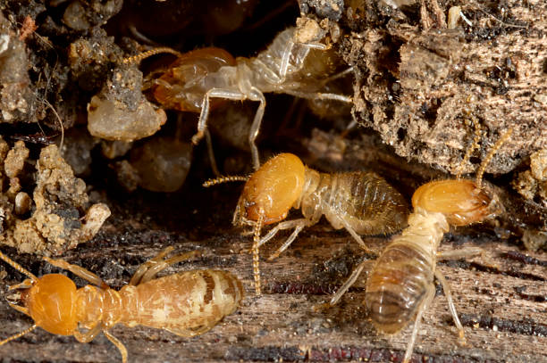 termites