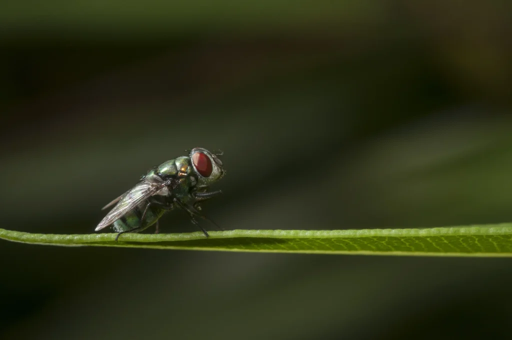 selective focus small insect sitting grass leaf